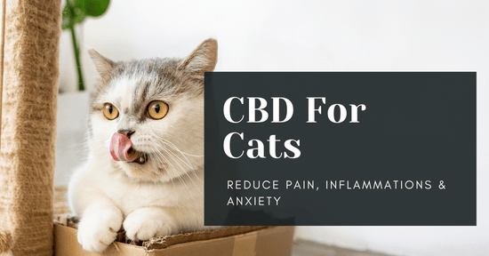CBD For Cats (Reduce Pain, Inflammation & Anxiety)