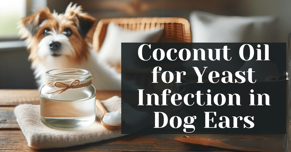 Coconut Oil for Yeast Infection in Dog Ears Alive Market