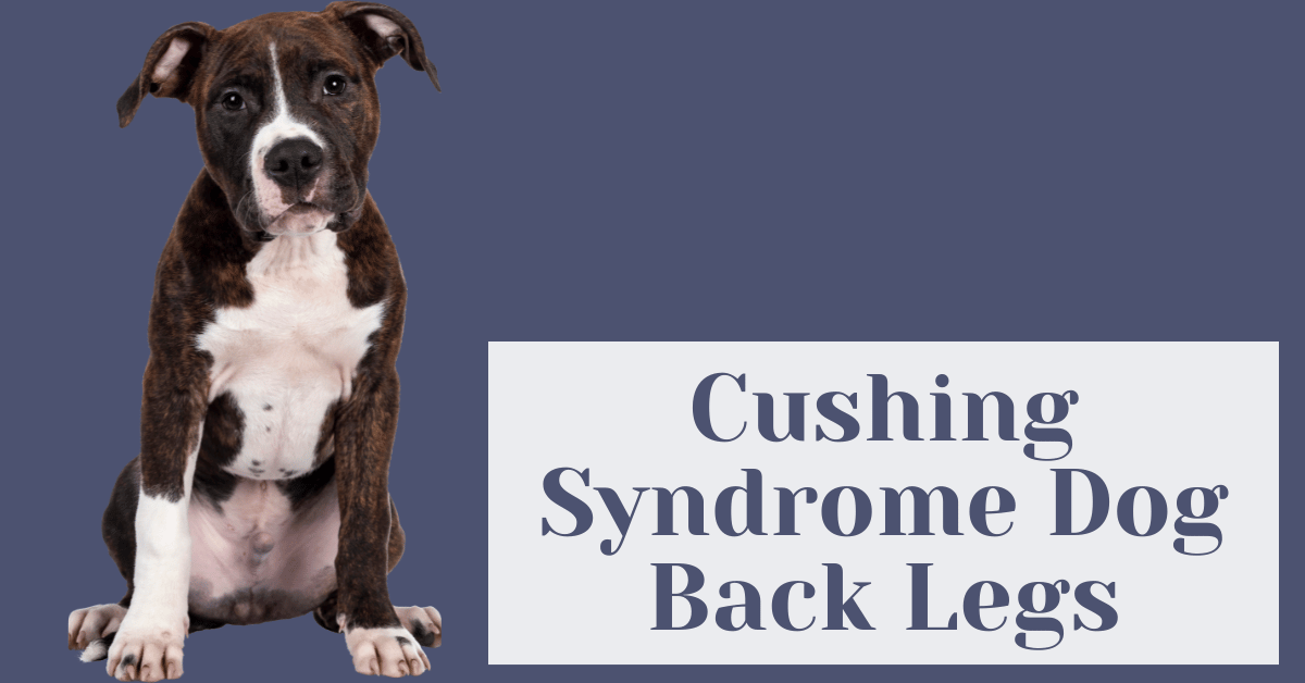 Cushing Syndrome Dog Back Legs Alive Market