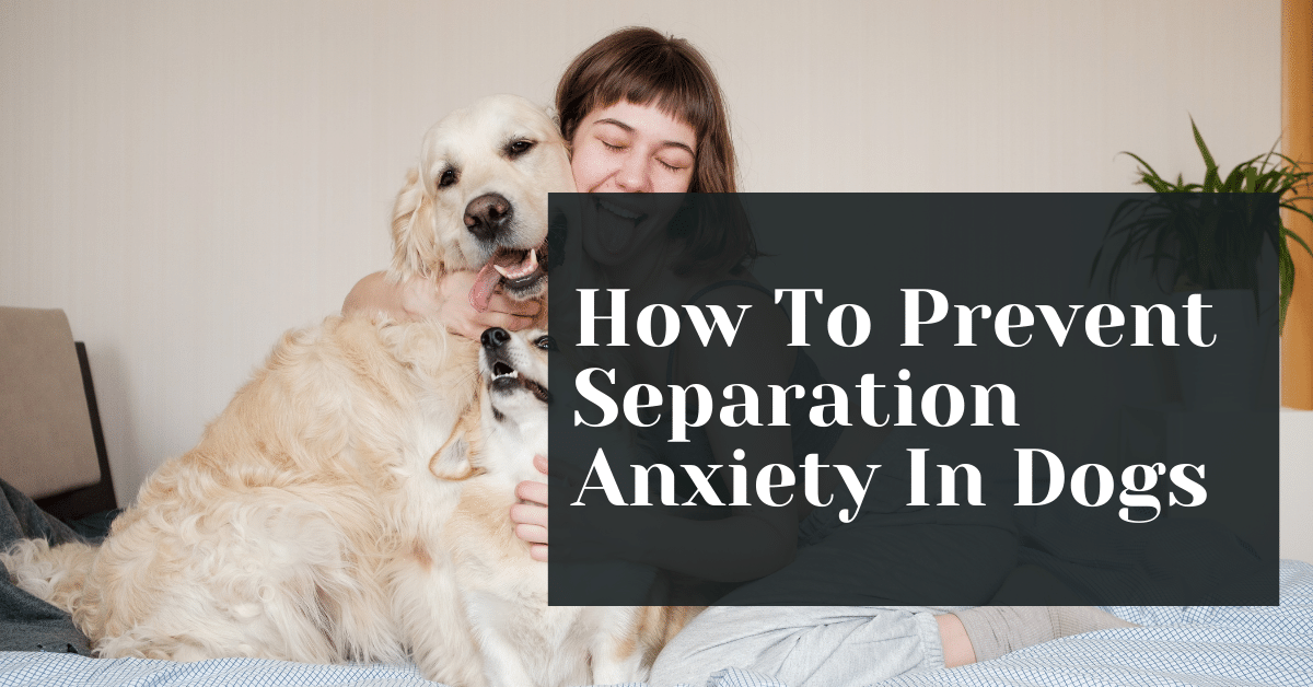 How To Prevent Separation Anxiety In Dogs (Tips & Tricks) Alive Market