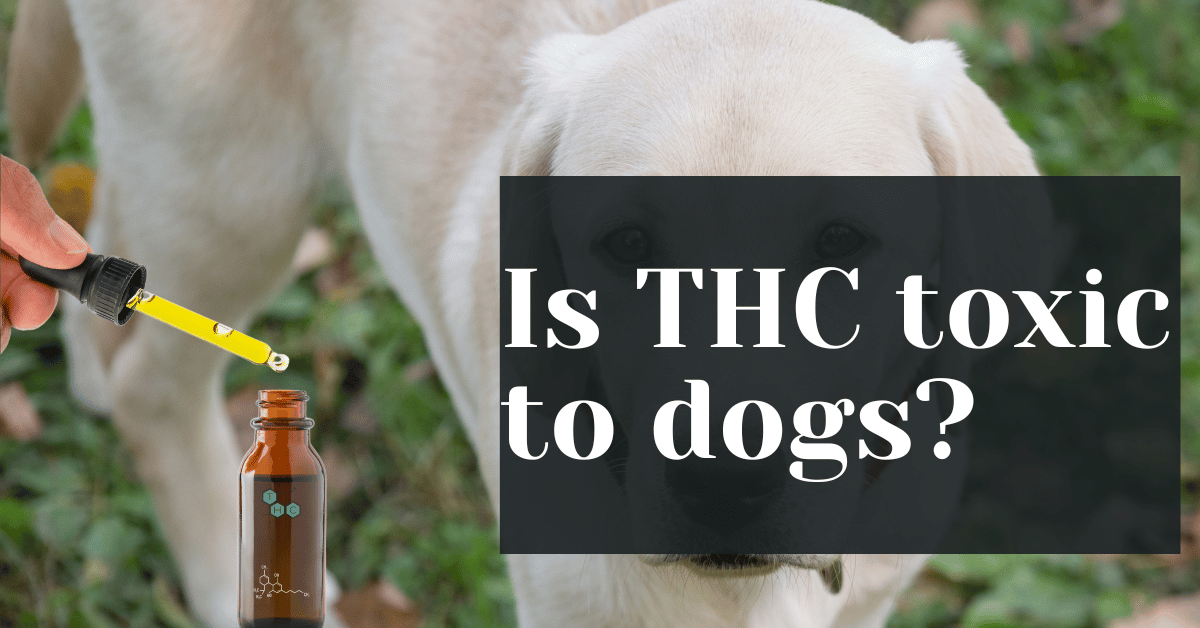 Is THC toxic to dogs? Alive Market