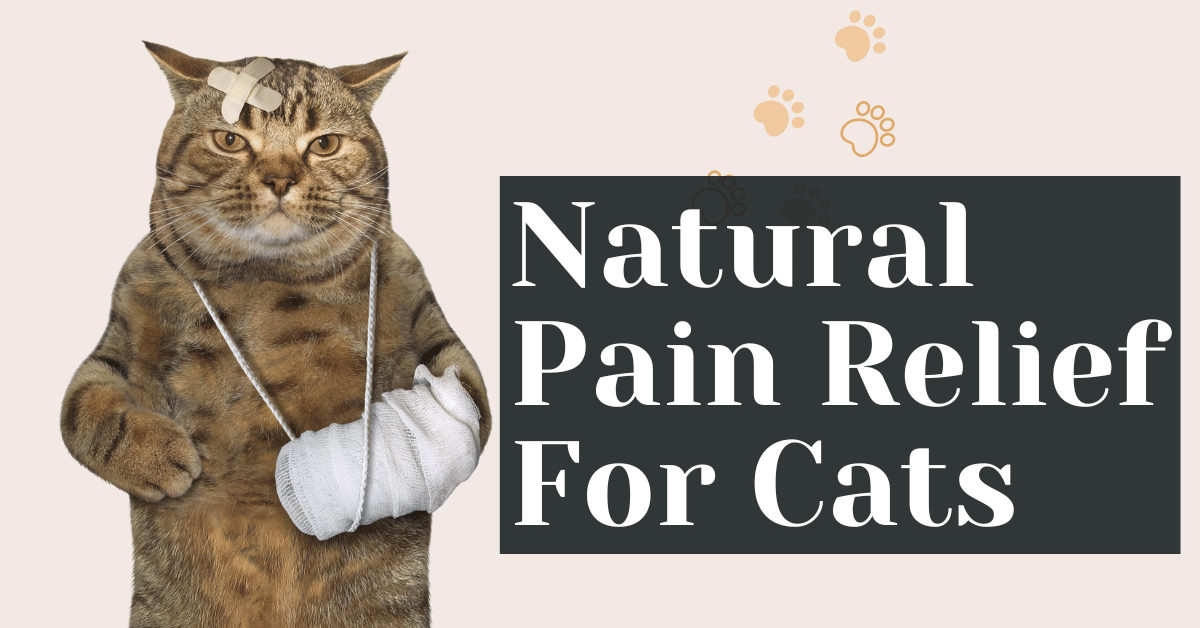 Natural Pain Relief For Cats Alive Market CBD