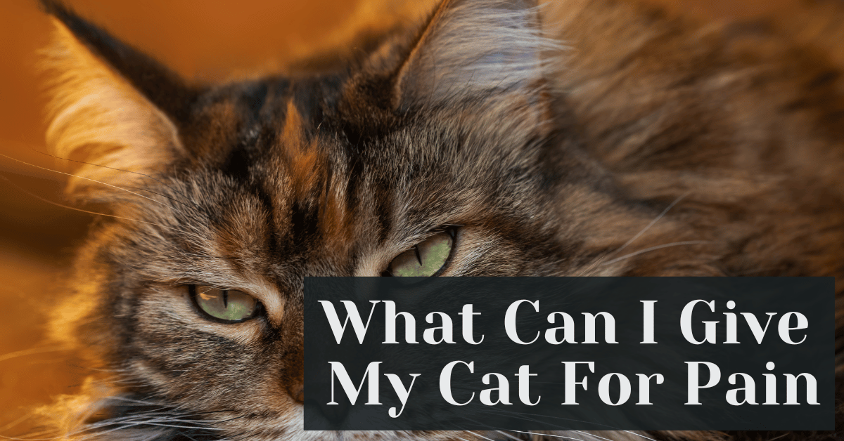 What Can I Give My Cat For Pain Alive Market