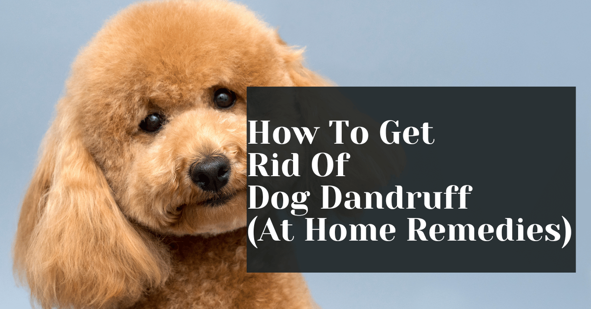 How To Get Rid Of Dog Dandruff (At Home Remedies) Alive Market CBD