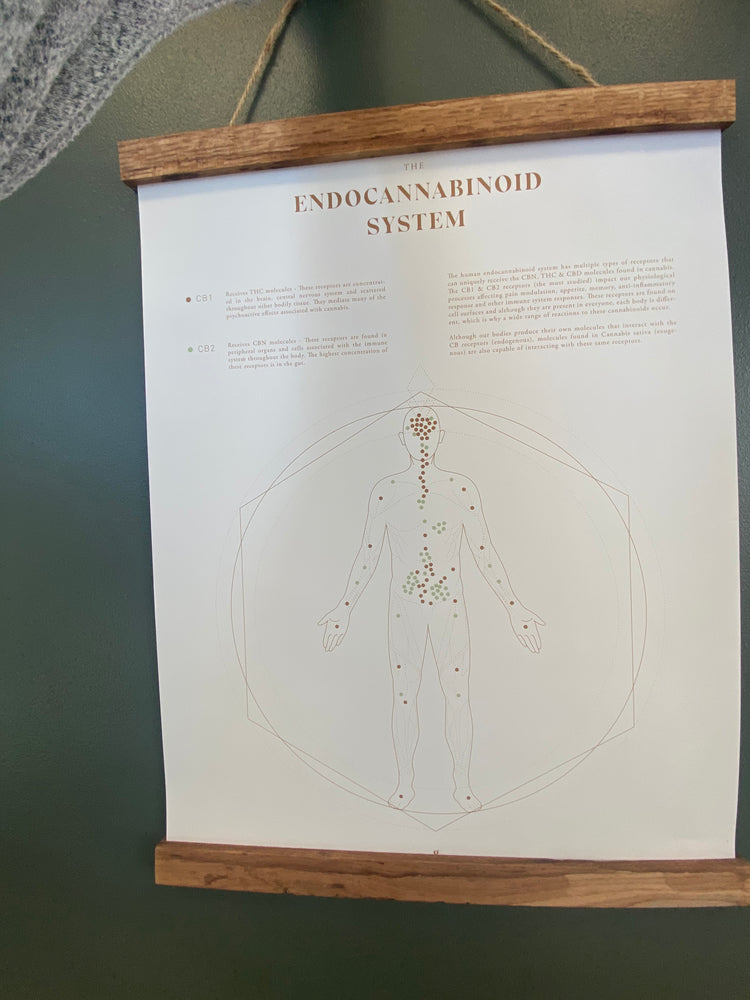 an image of a scroll about the endocannabinoid system written on it.