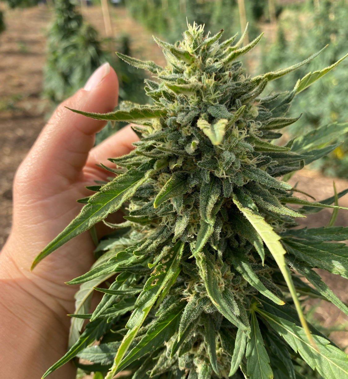 an image of CBD flower plant