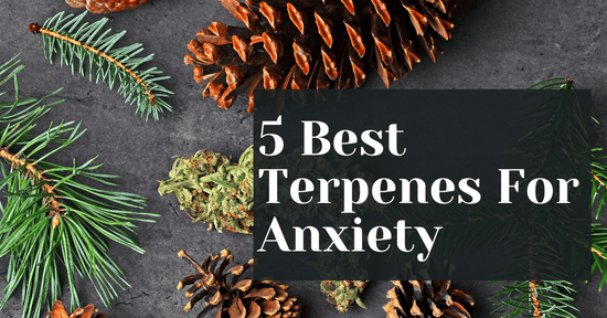 here are 5 Best Terpenes For Anxiety disorders