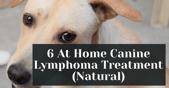 6 At Home Canine Lymphoma Treatment (Natural)