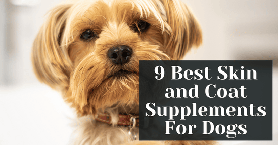 9 Best Skin and Coat Supplements For Dogs