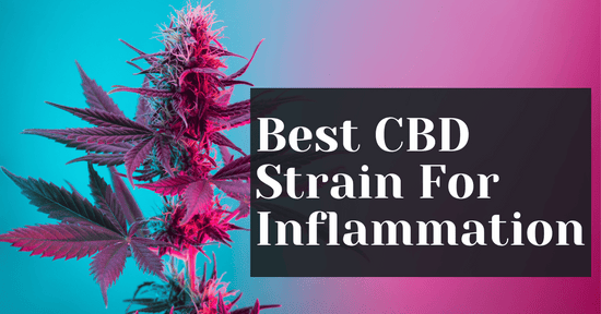 Best CBD Strain For Inflammation