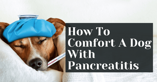 How To Comfort A Dog With Pancreatitis