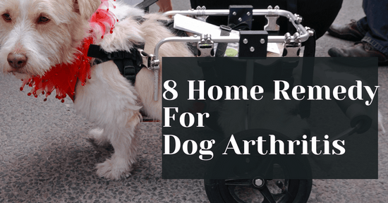 8 Home Remedy For Dog Arthritis