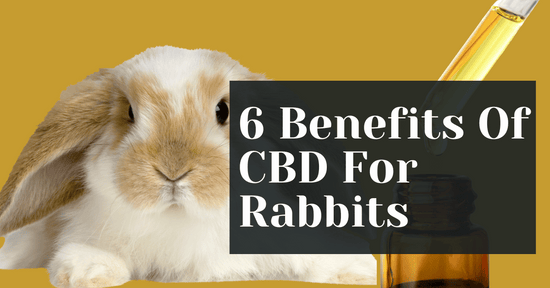 6 Benefits Of Giving CBD For Rabbits