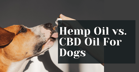 Hemp Oil vs. CBD Oil For Dogs