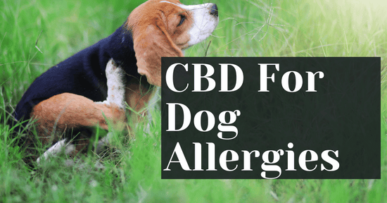 CBD For Dog Allergies