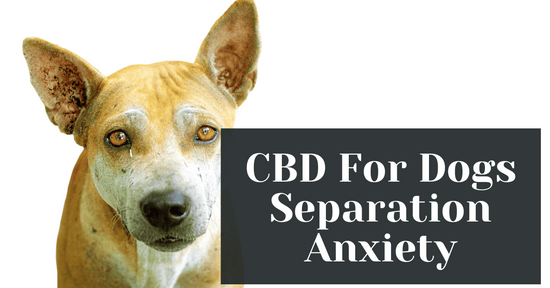 CBD For Dogs Separation Anxiety