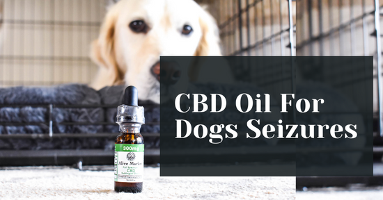 CBD For Dog Seizures: What You Need to Know