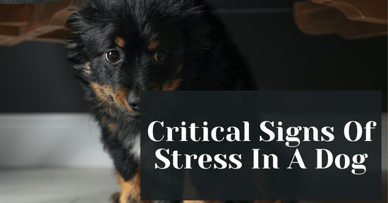 Critical Signs Of Stress In A Dog