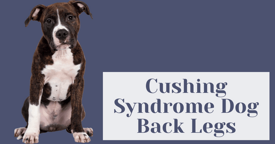 Cushing Syndrome Dog Back Legs