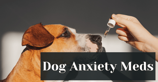 Dog Anxiety Meds