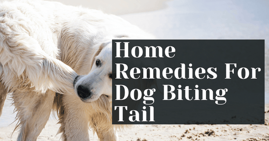 Home Remedies For Dog Biting Tail