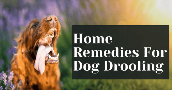 Home Remedies For Dog Drooling