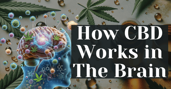 How CBD Works in The Brain