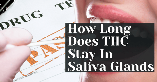How Long Does THC Stay In Saliva Glands