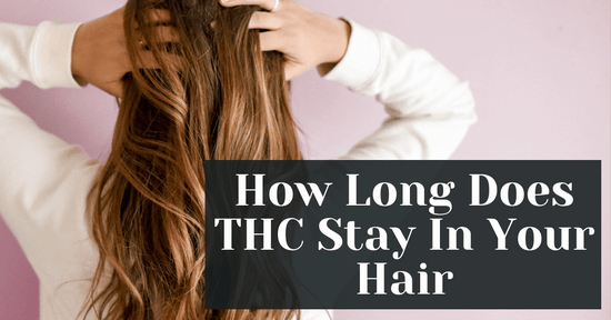 How Long Does THC Stay In Your Hair