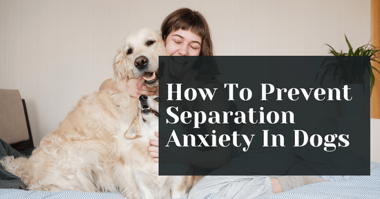 How To Prevent Separation Anxiety In Dogs (Tips & Tricks)