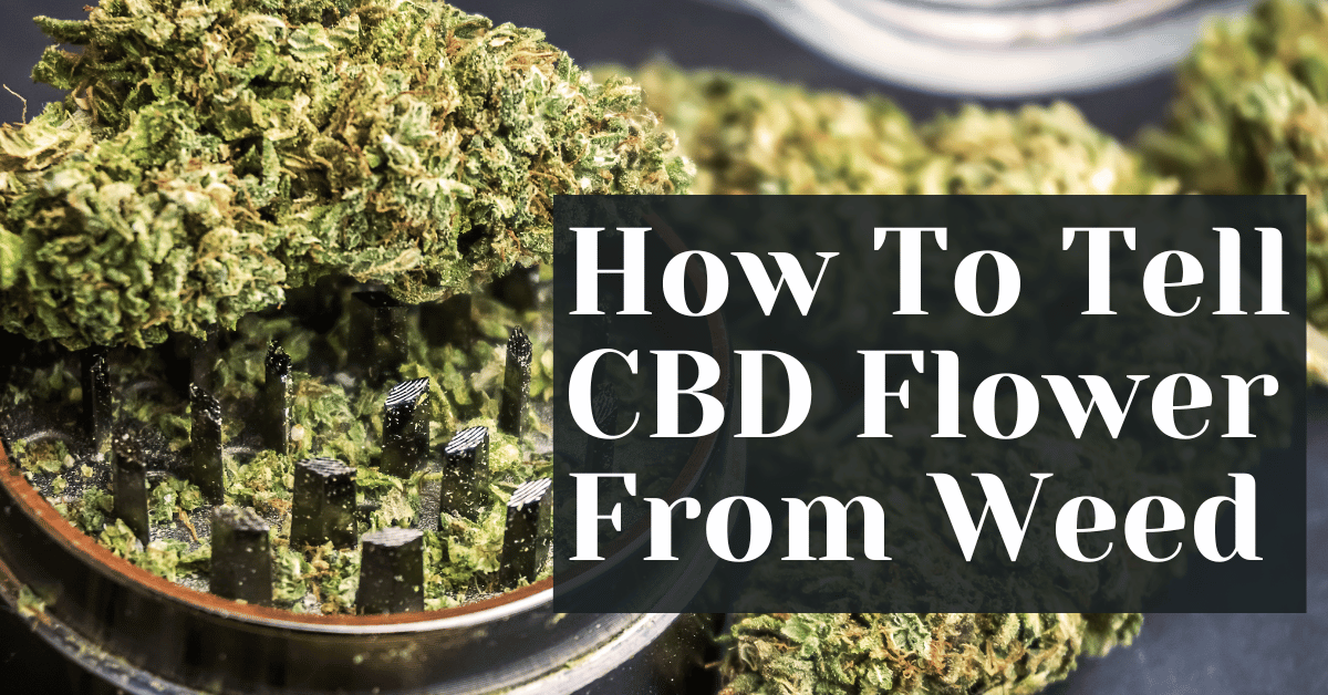 How To Tell CBD Flower From Weed Alive Market CBD