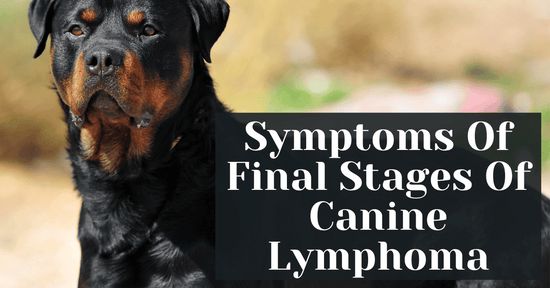 Symptoms Of Final Stages Of Canine Lymphoma