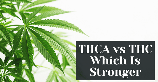 THCA vs THC Which Is Stronger