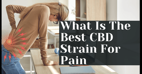 What Is The Best CBD Strain For Pain