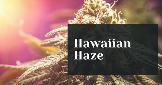 The Tropical Hawaiian Haze Strain CBD Flower