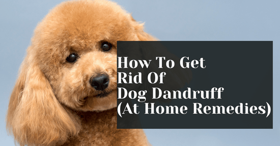 How To Get Rid Of Dog Dandruff (At Home Remedies)