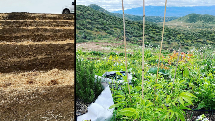 an image showing how rich the soil is and how hemp plants thrive on the field.