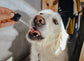 CBD Oil For Pets